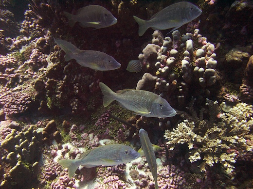Tamouré (Lethrinus atkinsoni)