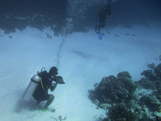 on remet les palmes ...