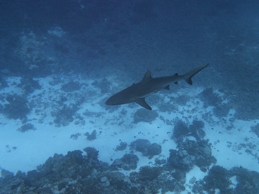 requin gris de récif  Carcharhinus amblyrhynchos