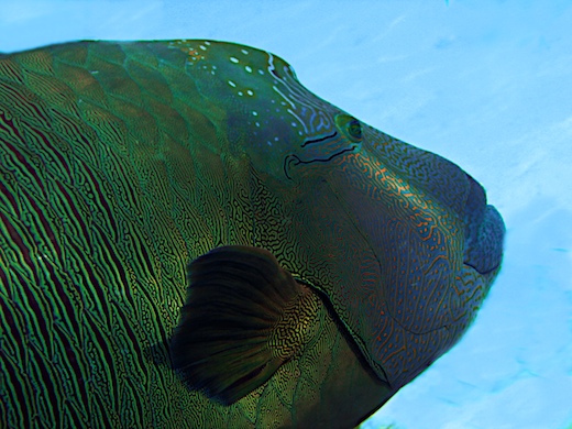 Napoléon (Cheilinus undulatus)