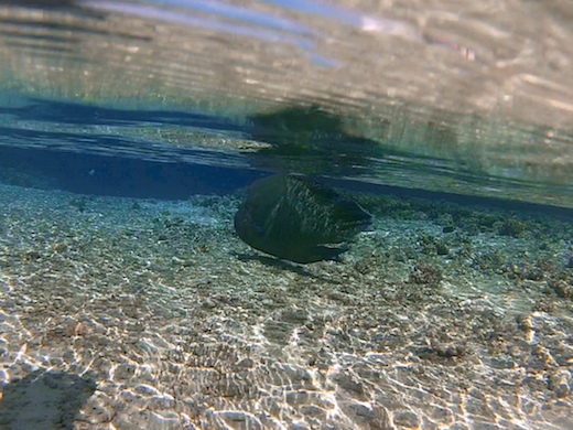 Napoléon (Cheilinus undulatus)