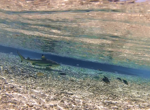 requin pointe noire (Carcharhinus melanopterus)