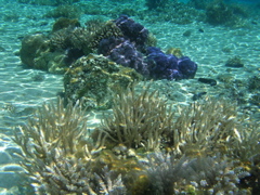 coraux