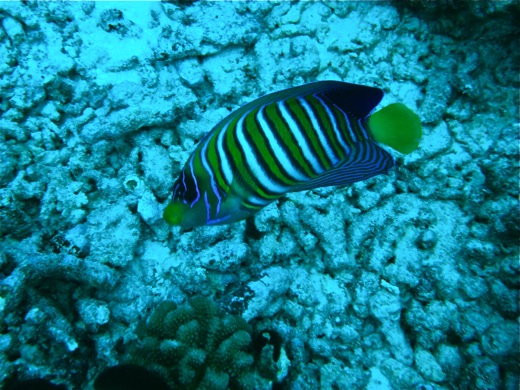 Poisson-ange royal, fev 2011 Poisson-ange royal