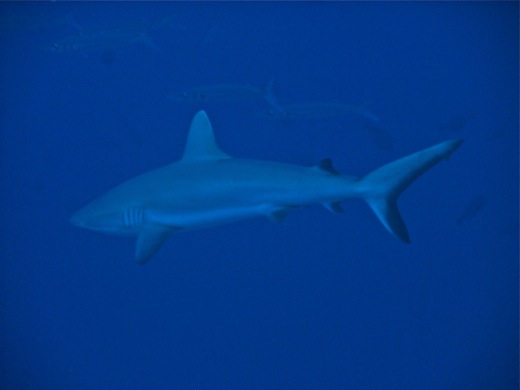 Requin gris du récif, "Raira", fev 2011 Requin gris du récif, "Raira"