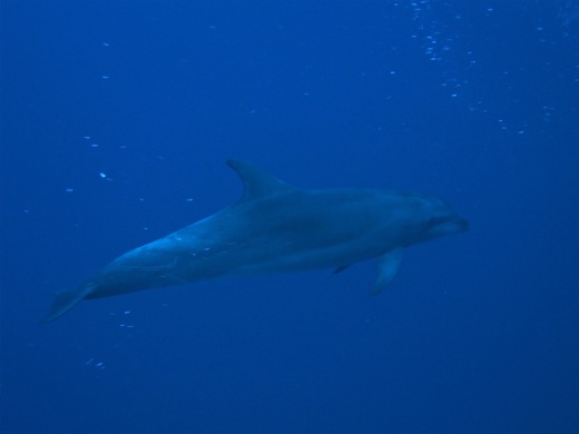 Le grand dauphin (Tursiops truncatus), fev 2011 Le grand dauphin (Tursiops truncatus)