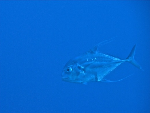 Carangue échevelée, fev 2011 Carangue échevelée