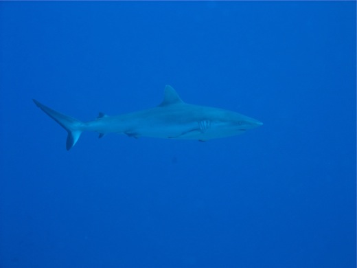 Requin gris de récif : Carcharhinus amblyrhynos, fev 2011 Requin gris de récif : Carcharhinus amblyrhynos