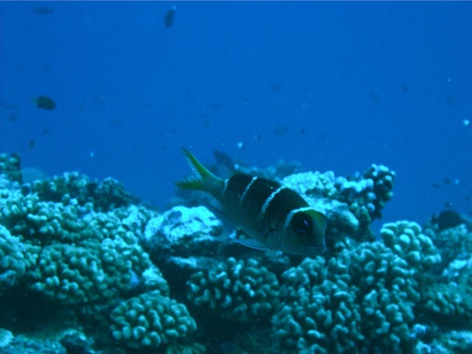 Daurade tropicale subadulte, fev 2011 Daurade tropicale subadulte