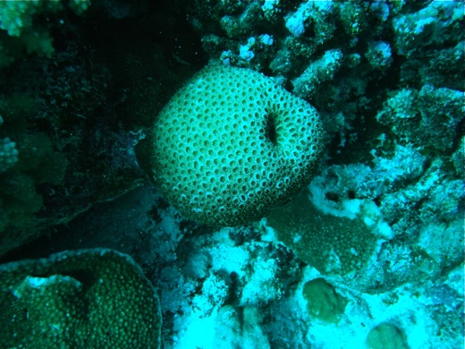 corail famille Favia, fev 2011 corail famille Favia