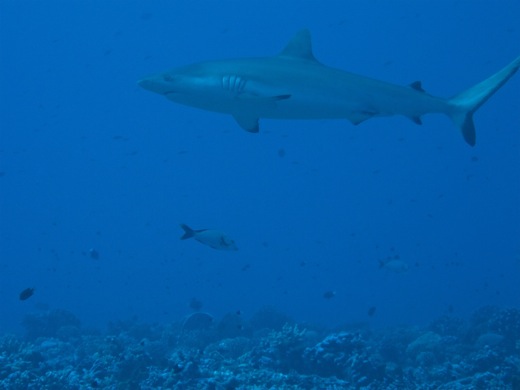 Requin gris de récif : Carcharhinus amblyrhynos, fev 2011 Requin gris de récif : Carcharhinus amblyrhynos