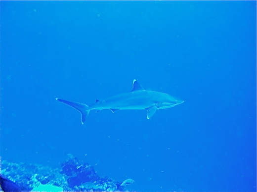 Carcharhinus albimarginatus ou ''Ma'o tãpete'', juin 2005 Carcharhinus albimarginatus ou ''Ma'o tãpete''