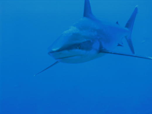 Carcharhinus albimarginatus ou ''Ma'o tãpete'', juin 2005 ''Carcharhinus albimarginatus'' ou ''Ma'o tãpete''