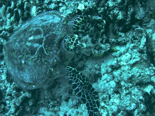 Tortue à bec
