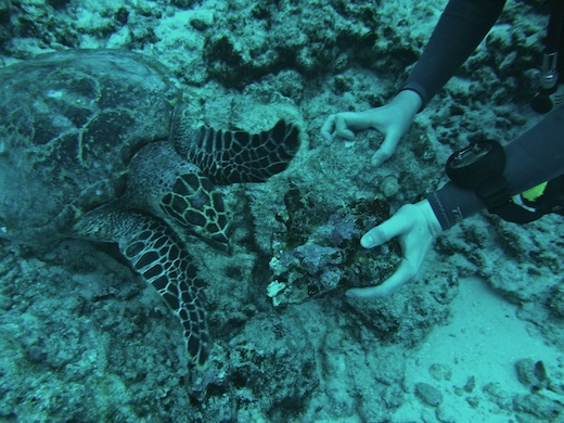 Tortue à bec