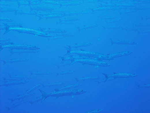 banc de barracudas