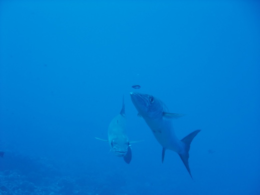 Barracudas