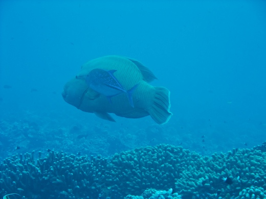 Napoléon et Carangue bleue