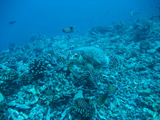Tortue à bec