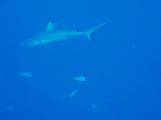 Requin gris de récif&nbsp;:  Carcharhinus amblyrhynos