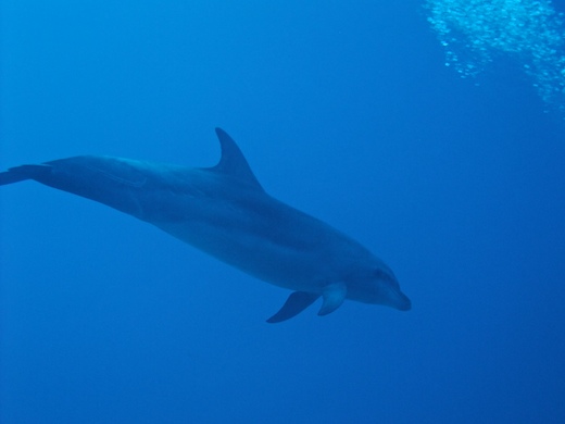 Le grand dauphin (Tursiops truncatus)
