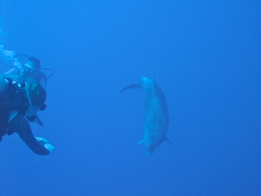 Le grand dauphin (Tursiops truncatus)