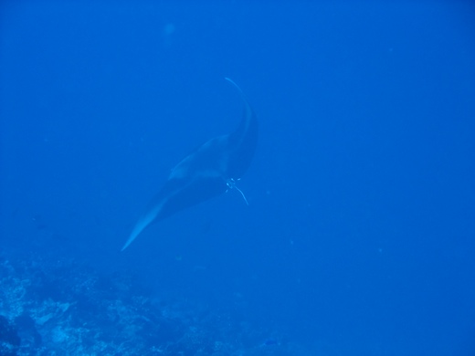 raie manta