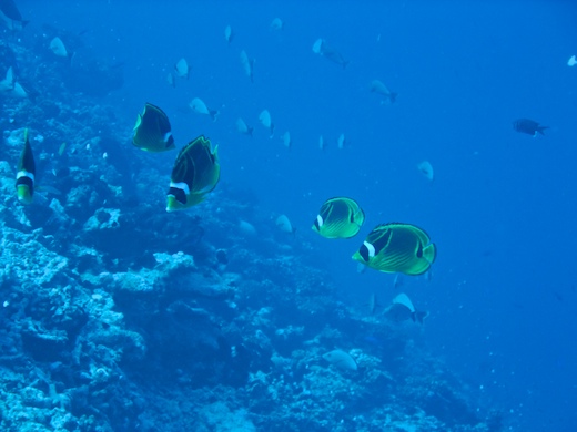 Chaetodons ratons laveurs