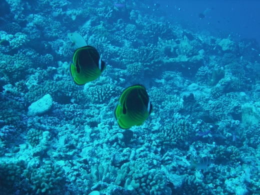 Chaetodons ratons laveurs