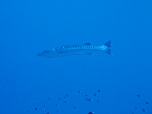 Barracuda