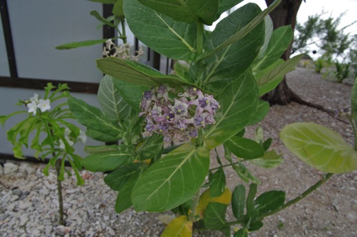Calotropis, fev 2011 Calotropis