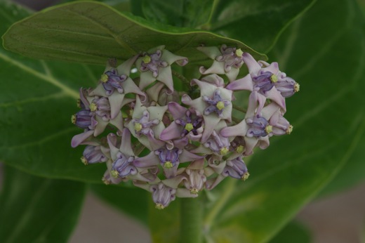 Calotropis, fev 2011 Calotropis