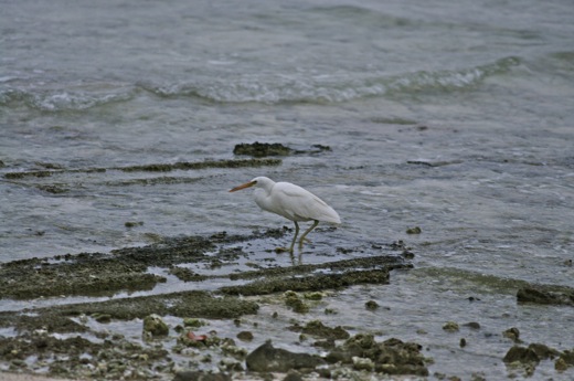 Aigrette sacrée, fev 2011 Aigrette sacrée