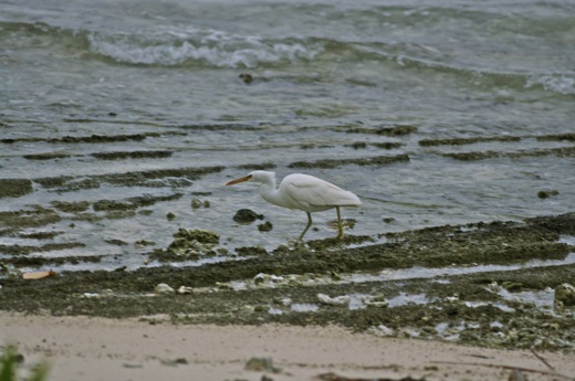 Aigrette sacrée, fev 2011 Aigrette sacrée