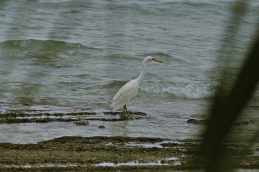 Aigrette sacrée, fev 2011 Aigrette sacrée