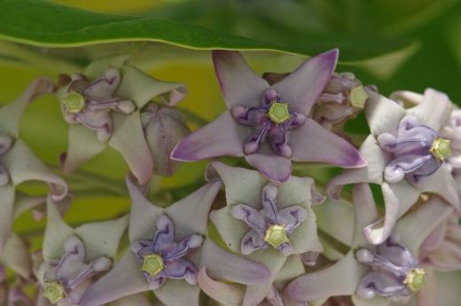 Calotropis, fev 2011 Calotropis