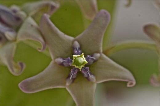 Calotropis, fev 2011 Calotropis