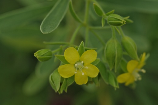 fleurs du Miki miki jaune, fev 2011 fleurs du Miki miki jaune