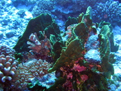 corail