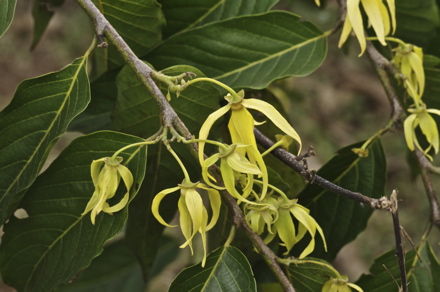 fleurs d'ylang-ylang