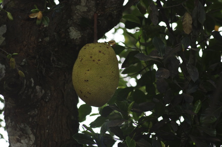 fruit du Jacquier&nbsp;: le jacque