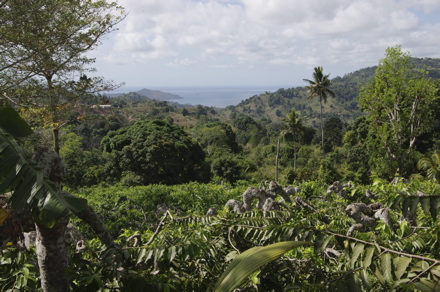 champ d'ylang-ylang