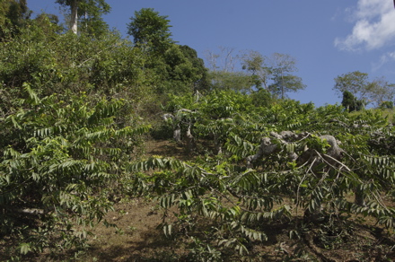 champ d'ylang-ylang