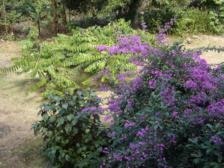 Bougainvillier et Ylang-ylang