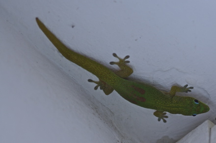 Gecko "poussière d'or" Gecko "poussière d'or"