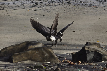 Corbeau pie