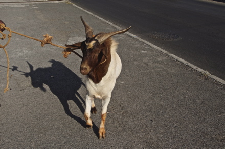 le beau bouc le beau bouc