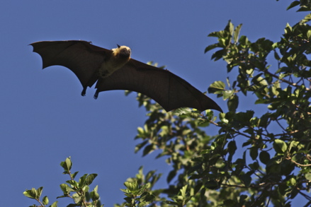 la Roussette, grande chauve-souris la Roussette, grande chauve-souris