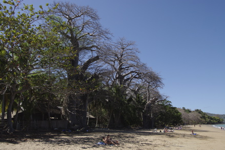 Baobabs plage N'Gouja Baobabs plage N'Gouja