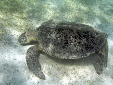 tortue verte tortue verte